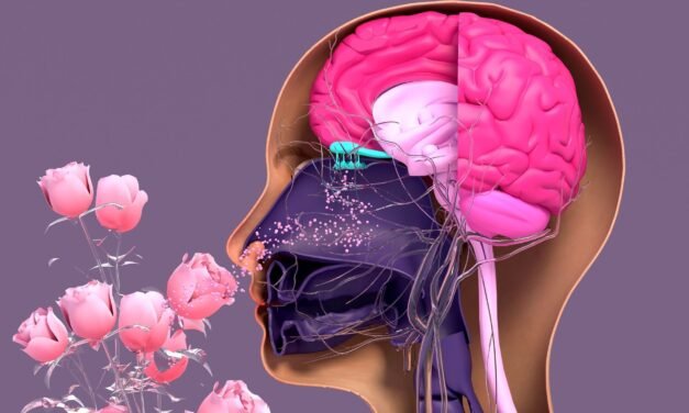 Informe sobre el Olfato y el Desarrollo del Cerebro