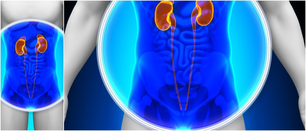 ¿Cómo Funciona el Sistema Excretor?