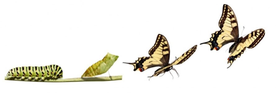 transformación