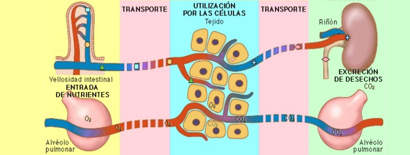 Sistema Urinario Excretor