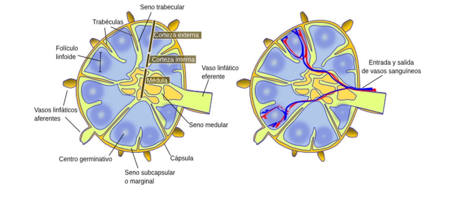 Ganglios Linfáticos