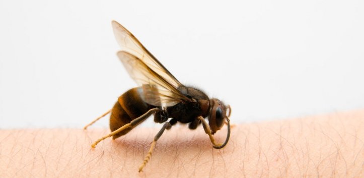 Alergia a las Picaduras