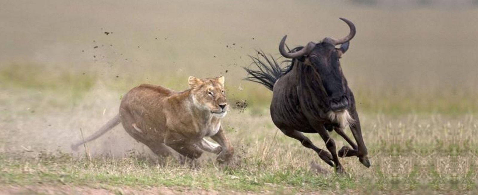Conciencia de Necesidad y Supervivencia