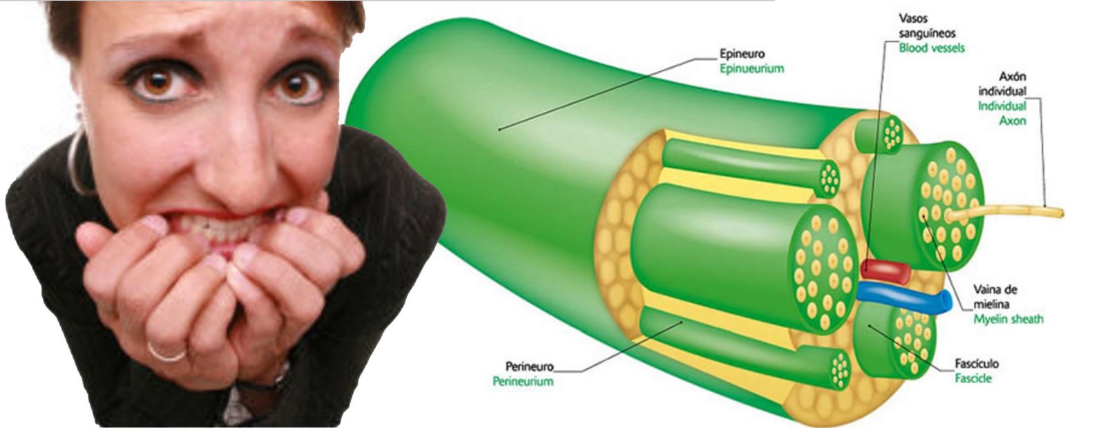 Nervios del Sistema Nervioso