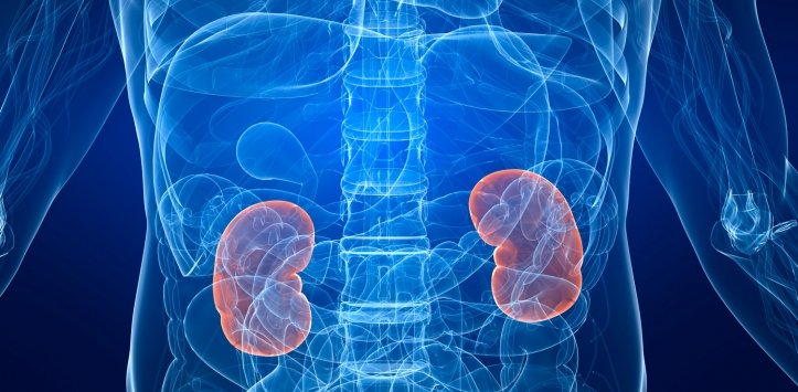 Riñones y Problemas Renales