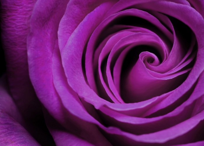 Cromoterapia – Violeta