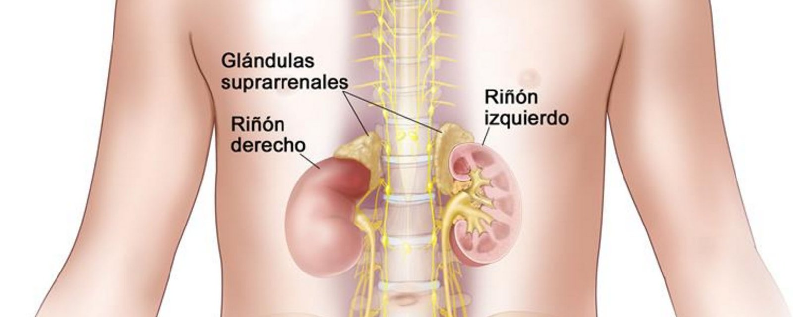 Glándulas Suprarenales