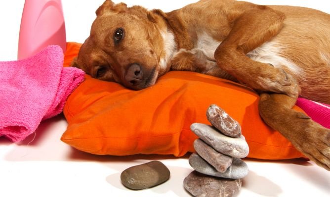 Terapia para Animales