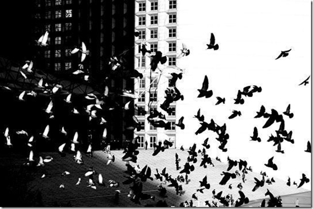 contraste