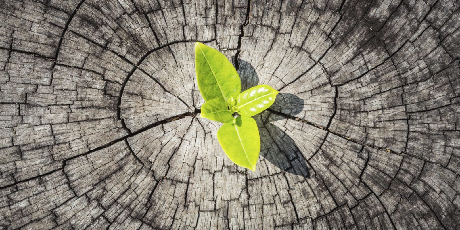 ¿Qué implica Resilir?