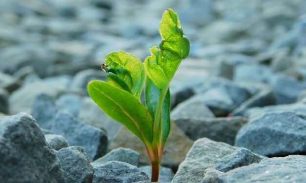 La Esperanza: Pilar de la Conciencia Humana