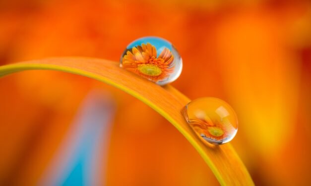 El Camino de la Transmutación