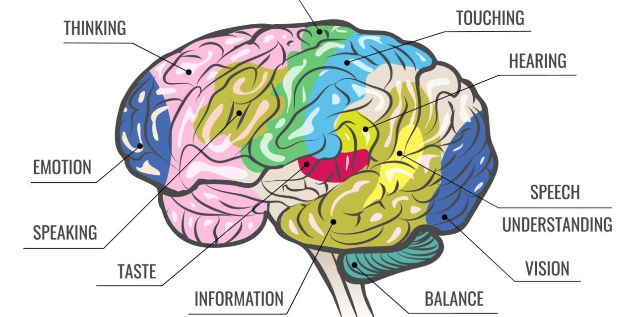 ¿De cuántos sentidos disponemos los seres humanos?