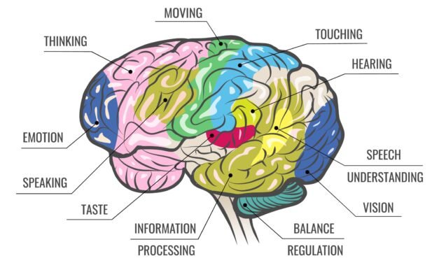 ¿De cuántos sentidos disponemos los seres humanos?