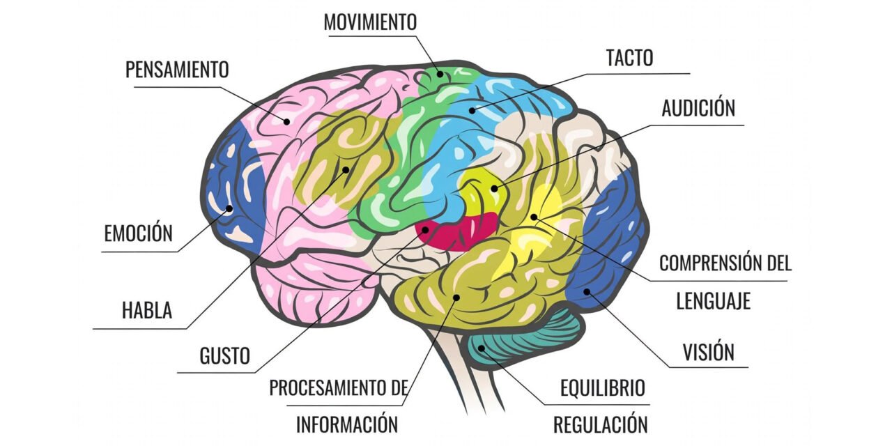 ¿CUÁNTOS SENTIDOS PROCESA TU INTELIGENCIA?
