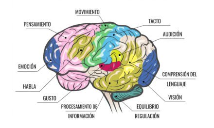 ¿CUÁNTOS SENTIDOS PROCESA TU INTELIGENCIA?